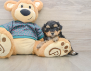7 week old Yorkie Poo Puppy For Sale - Lone Star Pups