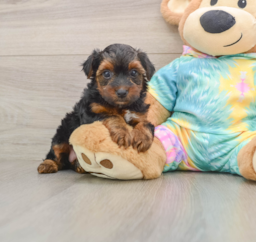 6 week old Yorkie Poo Puppy For Sale - Lone Star Pups