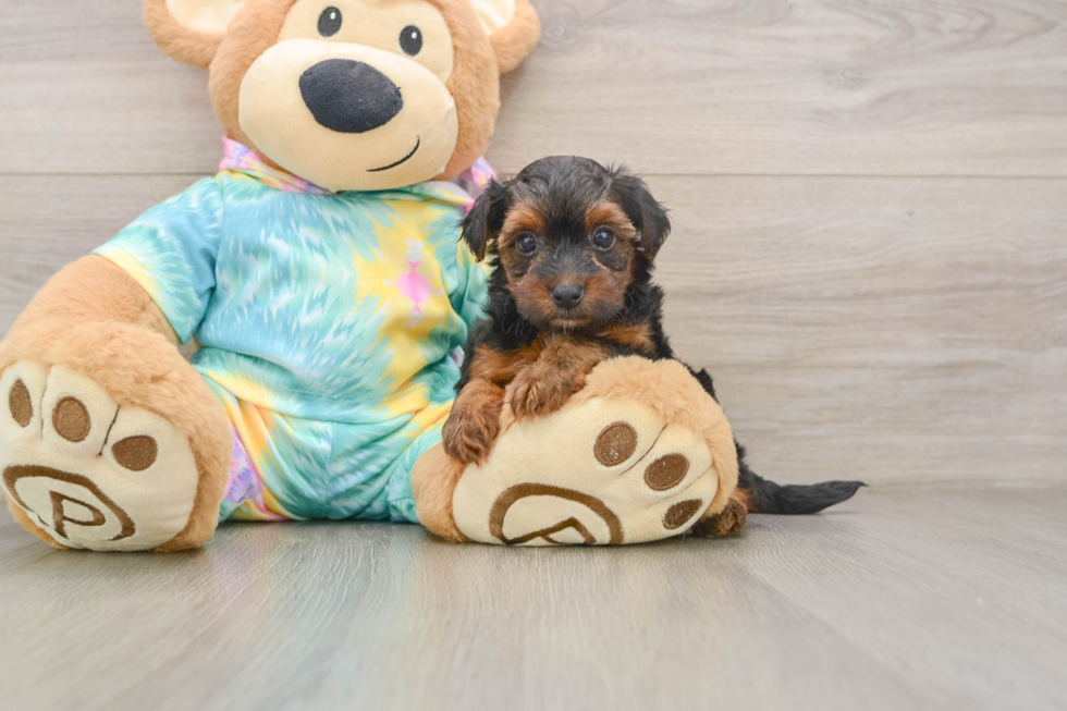Yorkie Poo Pup Being Cute