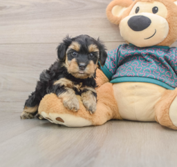 9 week old Yorkie Poo Puppy For Sale - Lone Star Pups
