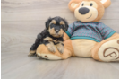 Adorable Yorkiedoodle Poodle Mix Puppy