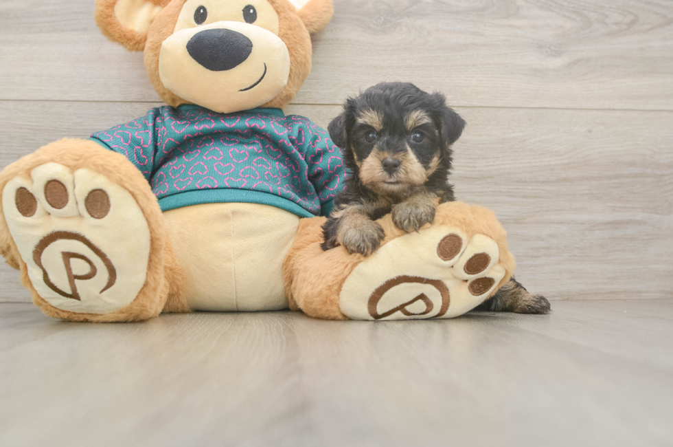 5 week old Yorkie Poo Puppy For Sale - Lone Star Pups