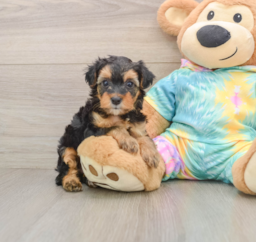 7 week old Yorkie Poo Puppy For Sale - Lone Star Pups