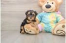 Best Yorkie Poo Baby