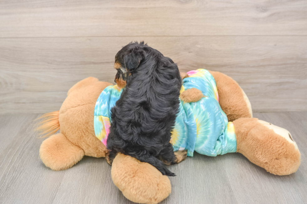 Yorkie Poo Puppy for Adoption