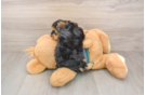 Petite Yorkie Poo Poodle Mix Pup
