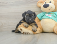 7 week old Yorkie Poo Puppy For Sale - Lone Star Pups