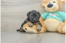 Adorable Yorkiedoodle Poodle Mix Puppy