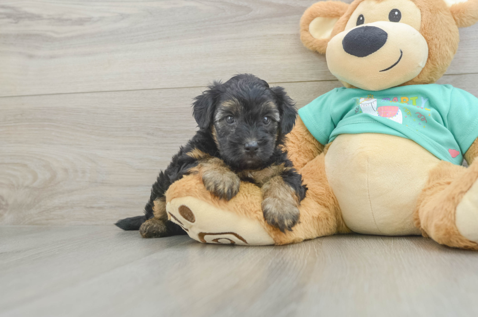 5 week old Yorkie Poo Puppy For Sale - Lone Star Pups
