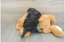 Yorkie Poo Puppy for Adoption