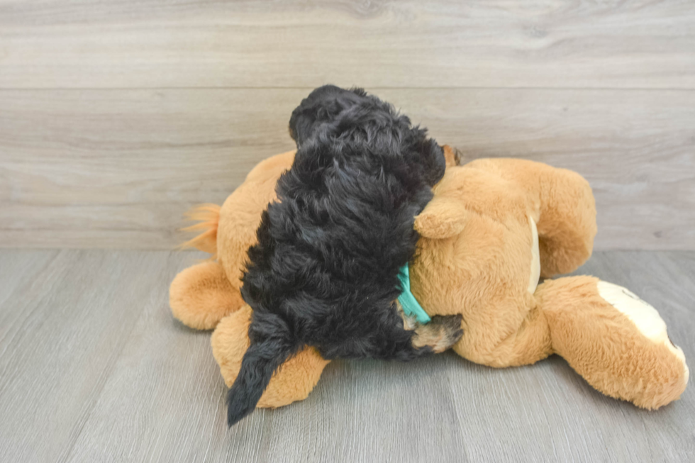Yorkie Poo Puppy for Adoption