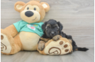 Cute Yorkie Poo Baby