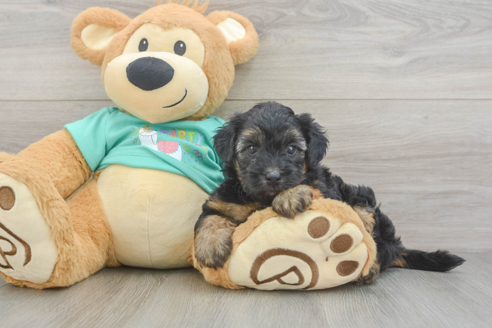 Cute Yorkie Poo Baby