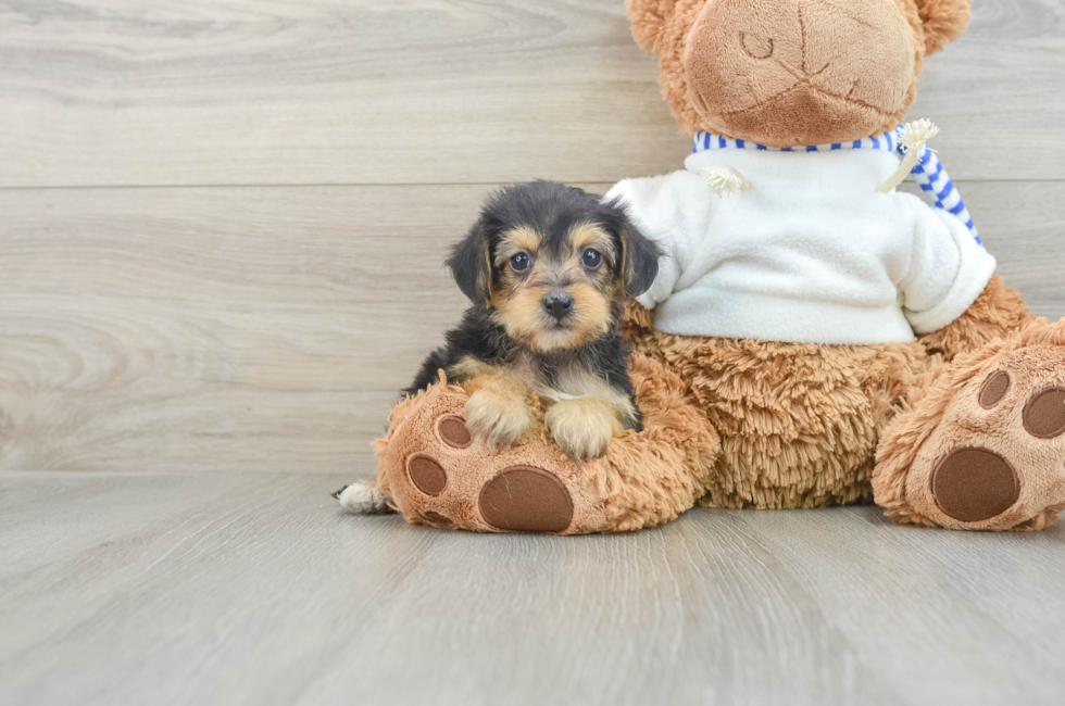 7 week old Yorkie Poo Puppy For Sale - Lone Star Pups