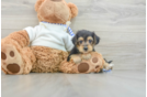 Yorkie Poo Puppy for Adoption