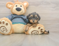 8 week old Yorkie Poo Puppy For Sale - Lone Star Pups