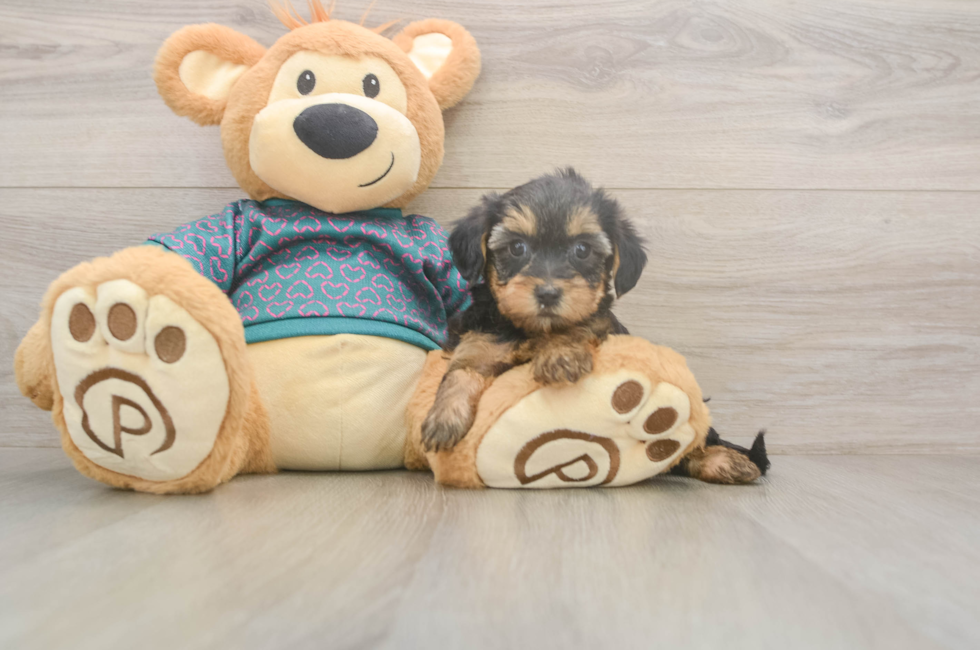 6 week old Yorkie Poo Puppy For Sale - Lone Star Pups