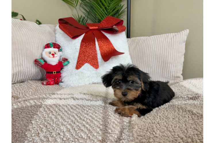 Cute Yorkie Poo Poodle Mix Pup