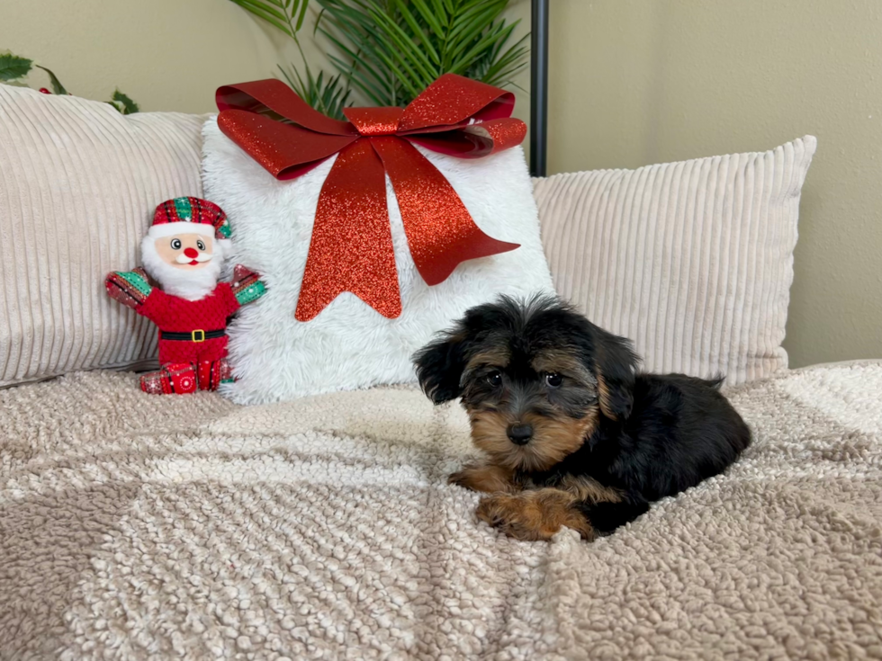 Cute Yorkie Poo Poodle Mix Pup