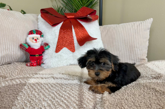 Cute Yorkie Poo Poodle Mix Pup