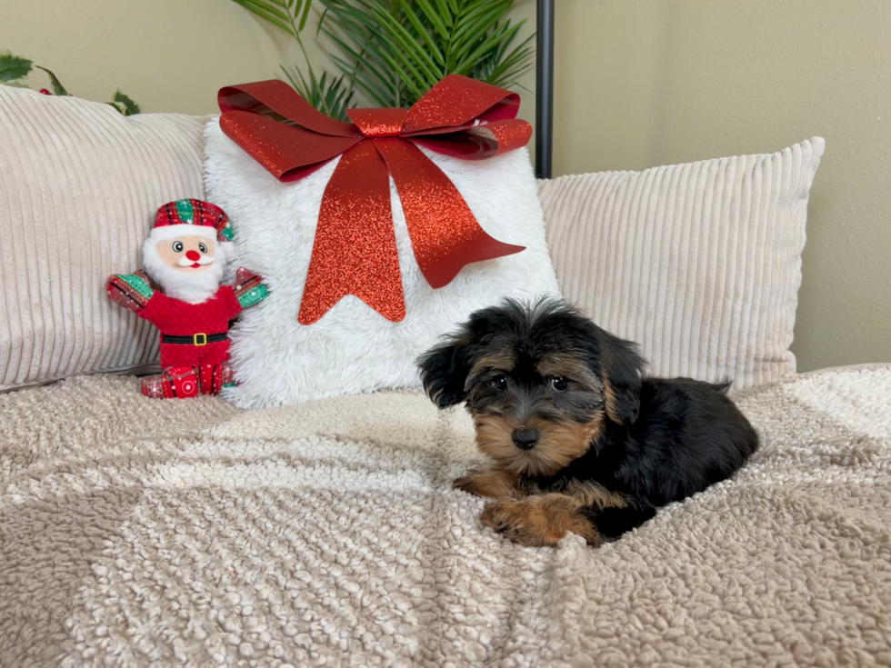 Cute Yorkie Poo Poodle Mix Pup