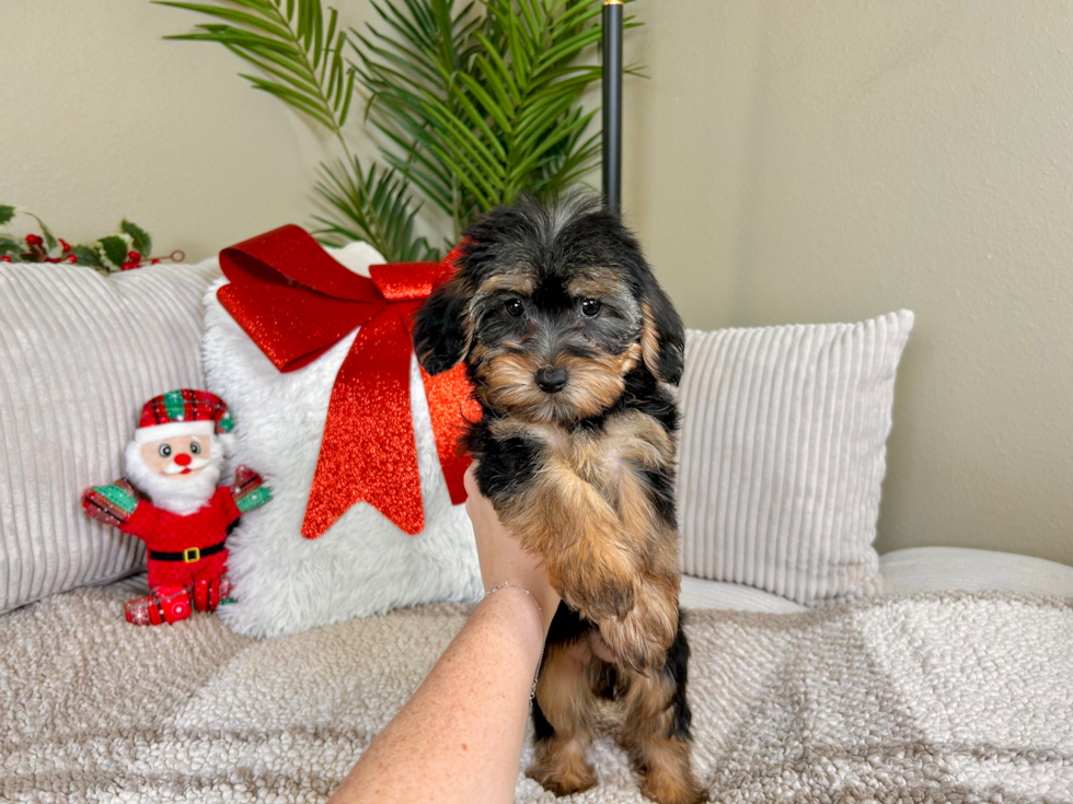 Yorkie Poo Pup Being Cute