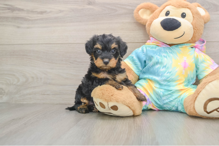 Sweet Yorkie Poo Baby