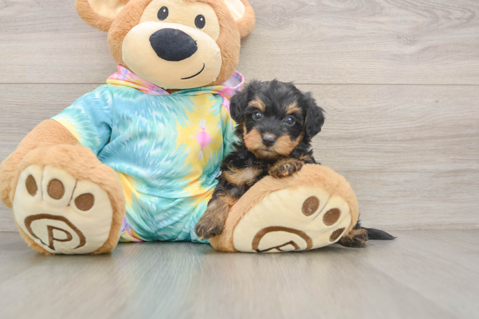 Yorkie Poo Puppy for Adoption