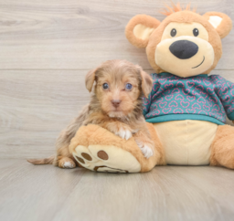 9 week old Yorkie Poo Puppy For Sale - Lone Star Pups