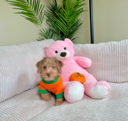 10 week old Yorkie Poo Puppy For Sale - Lone Star Pups