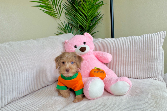 Yorkie Poo Puppy for Adoption