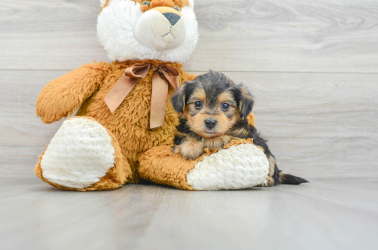 Yorkie Poo Pup Being Cute