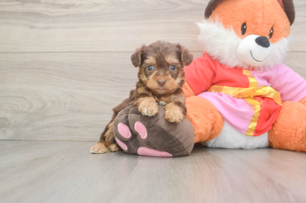 5 week old Yorkie Poo Puppy For Sale - Lone Star Pups