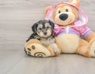 7 week old Yorkie Poo Puppy For Sale - Lone Star Pups