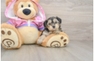 Adorable Yorkiedoodle Poodle Mix Puppy