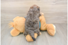 Funny Yorkie Poo Poodle Mix Pup