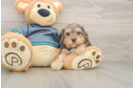 Yorkie Poo Pup Being Cute