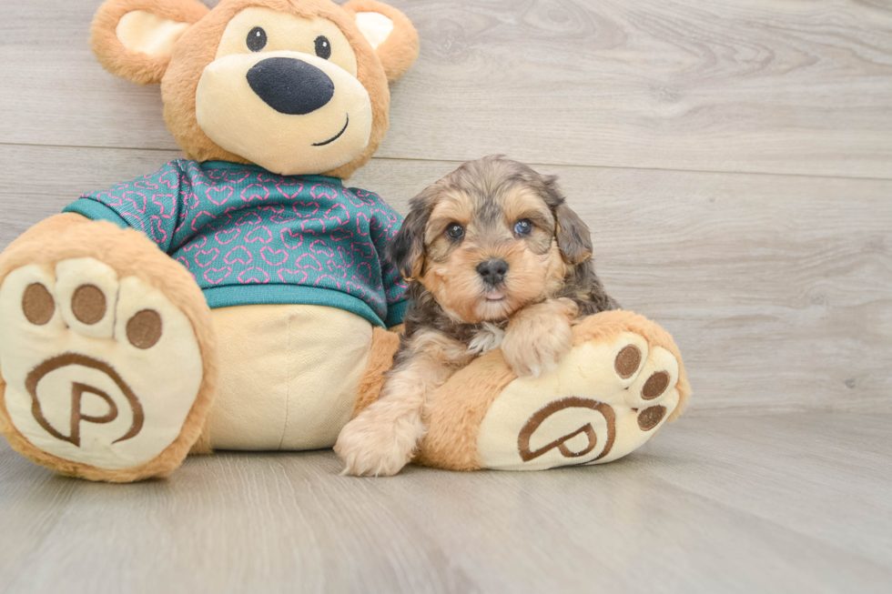 Yorkie Poo Pup Being Cute