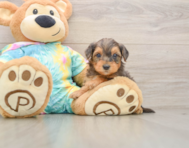 7 week old Yorkie Poo Puppy For Sale - Lone Star Pups