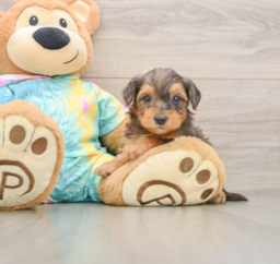 8 week old Yorkie Poo Puppy For Sale - Lone Star Pups