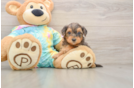 Yorkie Poo Pup Being Cute