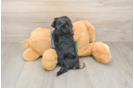 Happy Yorkie Poo Baby