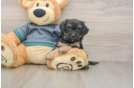 Yorkie Poo Puppy for Adoption