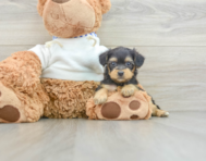 6 week old Yorkie Poo Puppy For Sale - Lone Star Pups