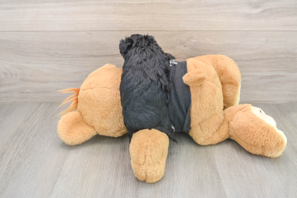 Fluffy Yorkie Poo Poodle Mix Pup