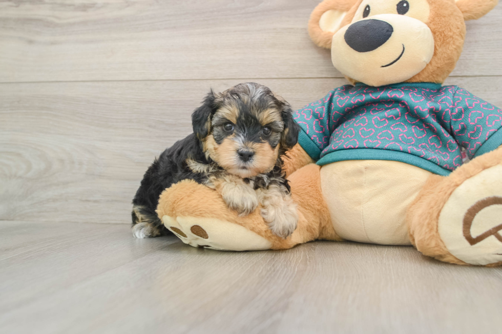 Yorkie Poo Pup Being Cute