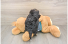 Petite Yorkie Poo Poodle Mix Pup