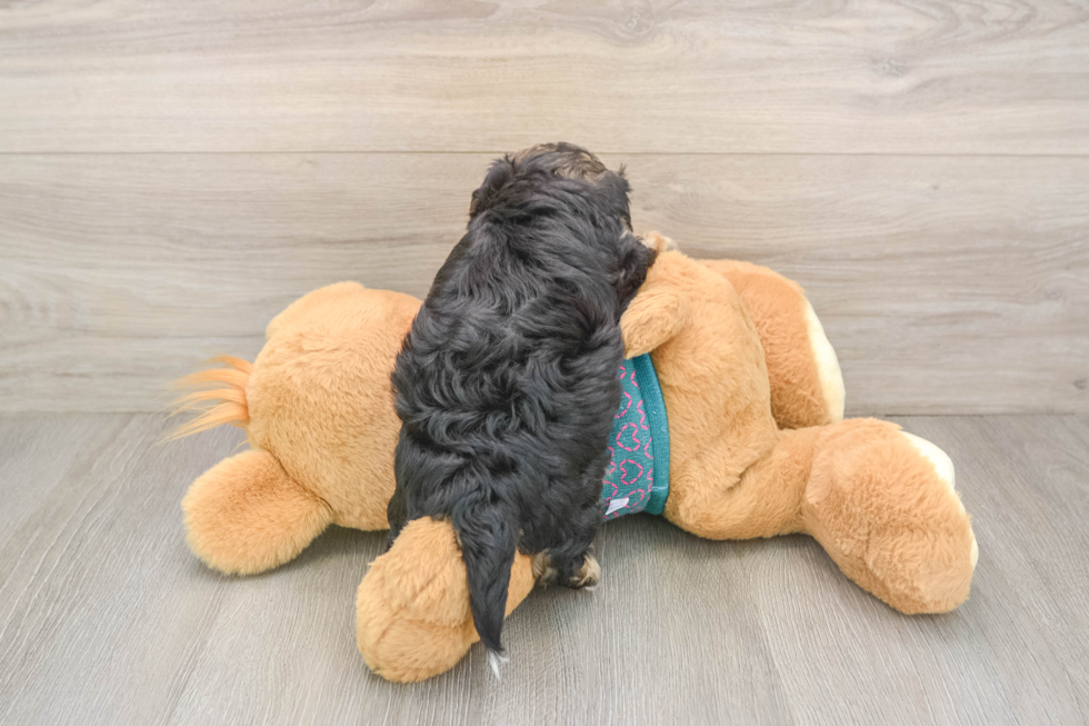 Petite Yorkie Poo Poodle Mix Pup