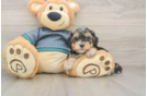 Funny Yorkie Poo Poodle Mix Pup