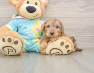 7 week old Yorkie Poo Puppy For Sale - Lone Star Pups